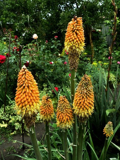 153 - Gradina de flori 2020