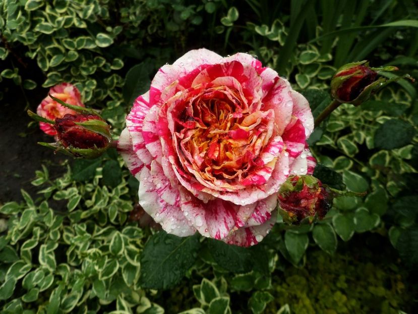 154 - Gradina de flori 2020