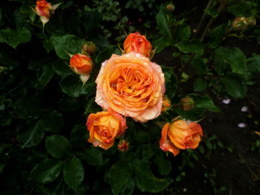 155 - Gradina de flori 2020