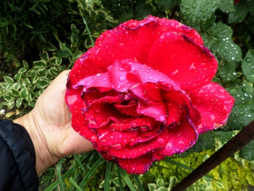 156 - Gradina de flori 2020