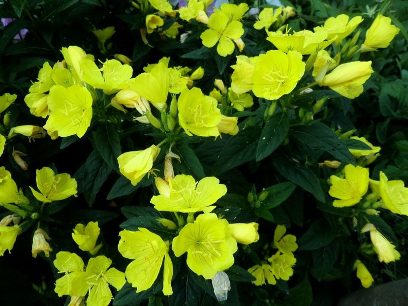 163 - Gradina de flori 2020