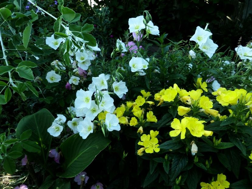 164 - Gradina de flori 2020