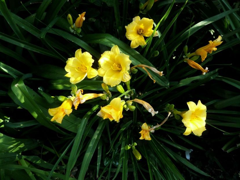 165 - Gradina de flori 2020