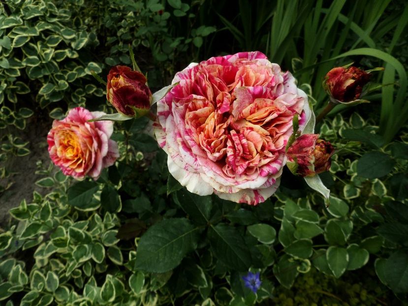 166 - Gradina de flori 2020