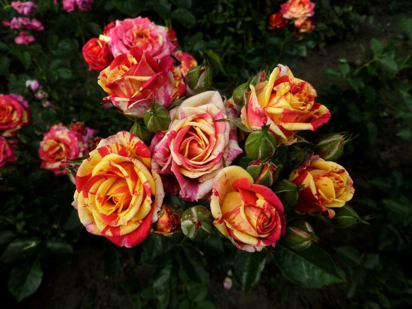 167 - Gradina de flori 2020