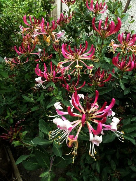 171 - Gradina de flori 2020