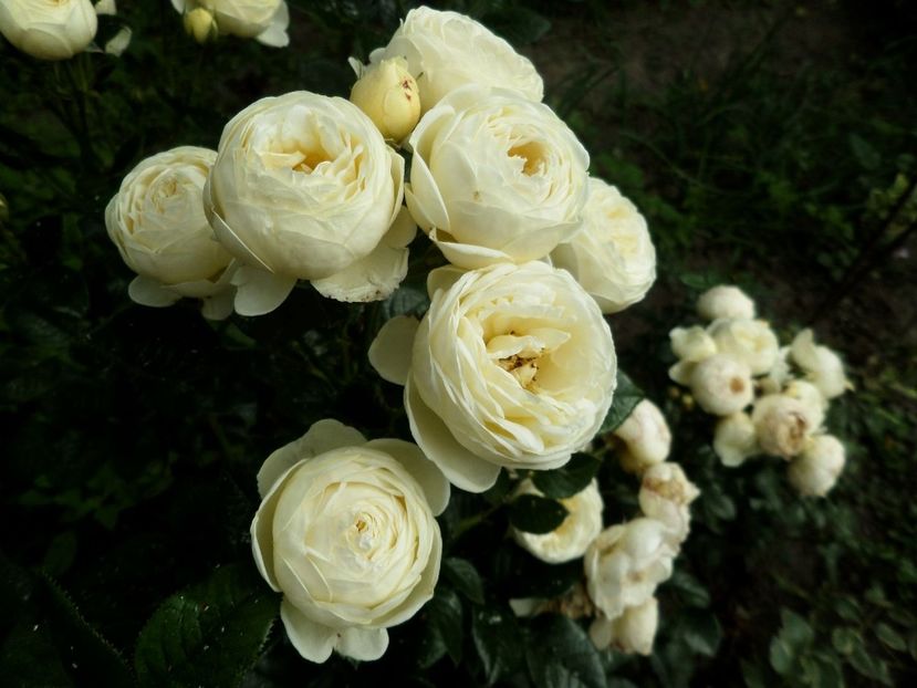 172 - Gradina de flori 2020