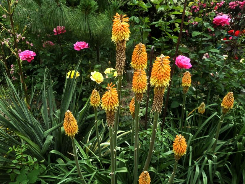 175 - Gradina de flori 2020