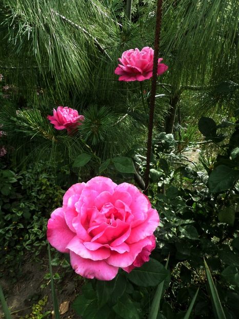 178 - Gradina de flori 2020