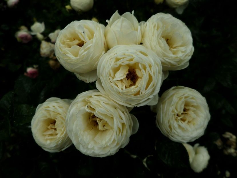 183 - Gradina de flori 2020