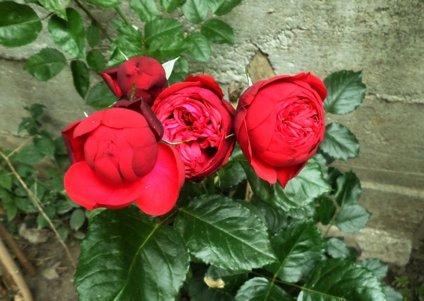 184 - Gradina de flori 2020