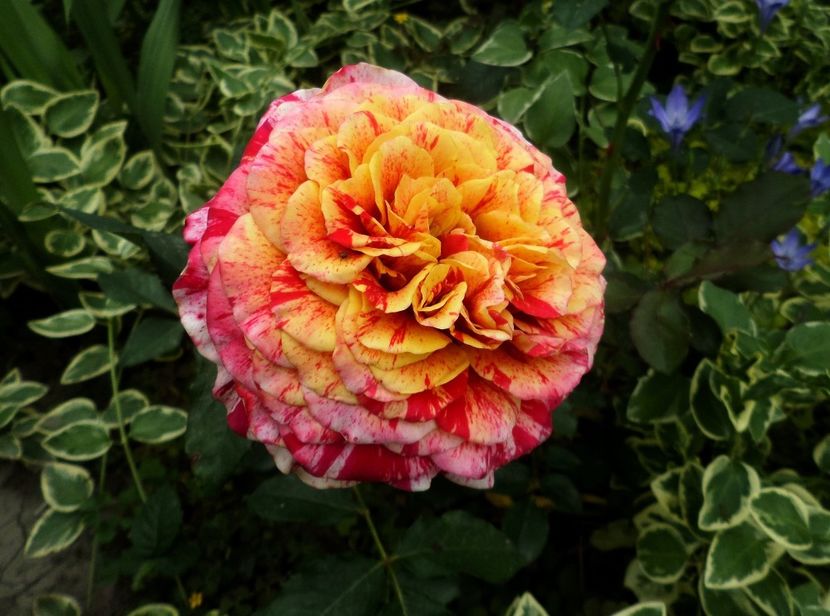 187 - Gradina de flori 2020