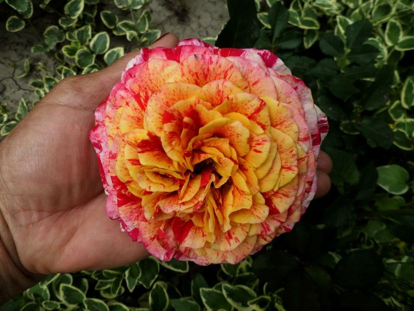 188 - Gradina de flori 2020