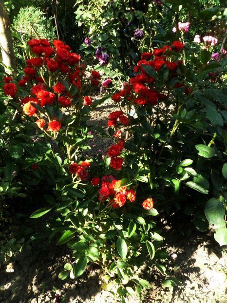 190 - Gradina de flori 2020