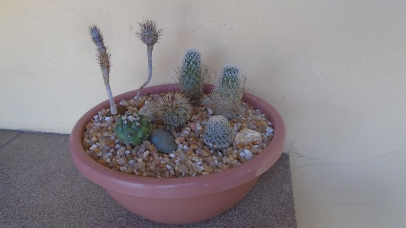 Grup de 7 Turbinicarpus - Cactusi 2020 evolutie vara