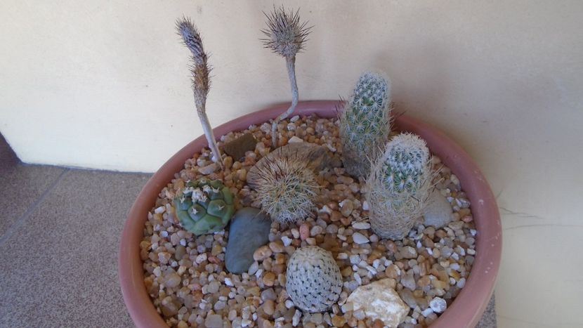 Grup de 7 Turbinicarpus - Cactusi 2020 evolutie vara