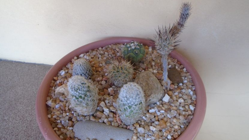 Grup de 7 Turbinicarpus - Cactusi 2020 evolutie vara