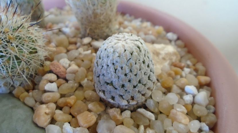 Turbinicarpus valdezianus v. albiflorus, Matehuala, SLP, Mx - Cactusi 2020 evolutie vara