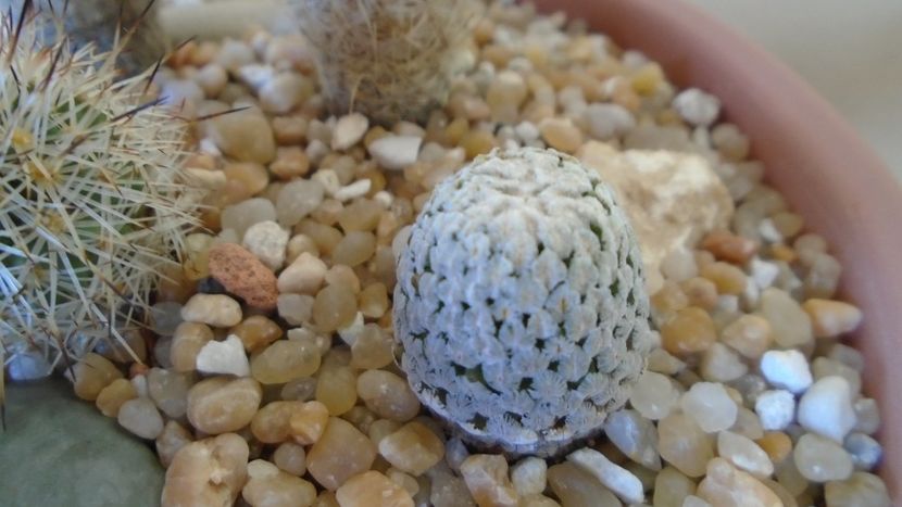 Turbinicarpus valdezianus v. albiflorus, Matehuala, SLP, Mx - Cactusi 2020 evolutie vara