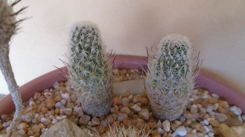Turbinicarpus subterraneus v. zaragosae, 2 ex. - Cactusi 2020 evolutie vara