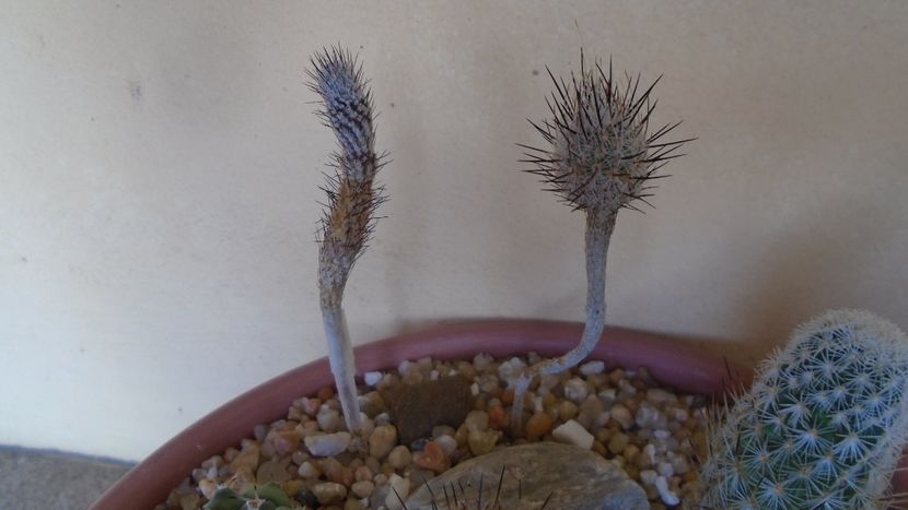 Turbinicarpus subterraneus, Escondido, NL, Mx., 2 ex. - Cactusi 2020 evolutie vara