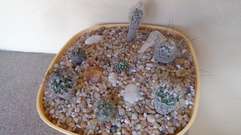 Grup de 7 Turbinicarpus - Cactusi 2020 evolutie vara