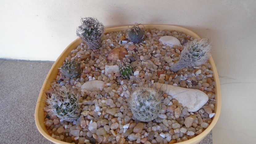 Grup de 7 Turbinicarpus - Cactusi 2020 evolutie vara