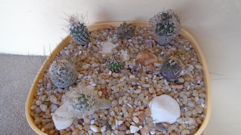 Grup de 7 Turbinicarpus - Cactusi 2020 evolutie vara