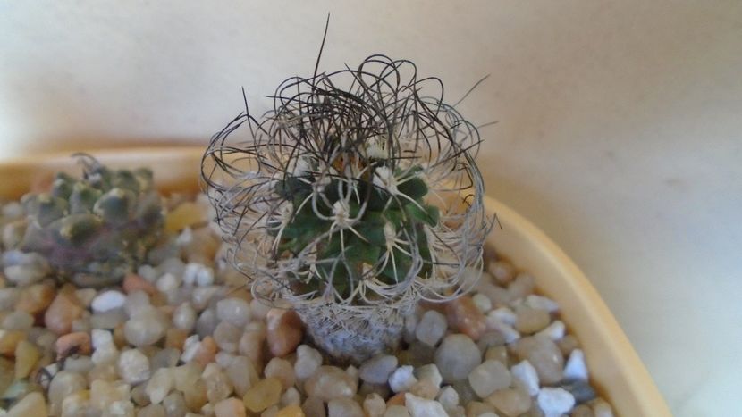 Turbinicarpus krainzianus v. lausseri - Cactusi 2020 evolutie vara
