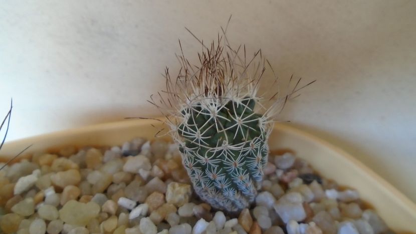 Turbinicarpus krainzianus - Cactusi 2020 evolutie vara