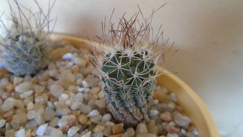 Turbinicarpus krainzianus - Cactusi 2020 evolutie vara