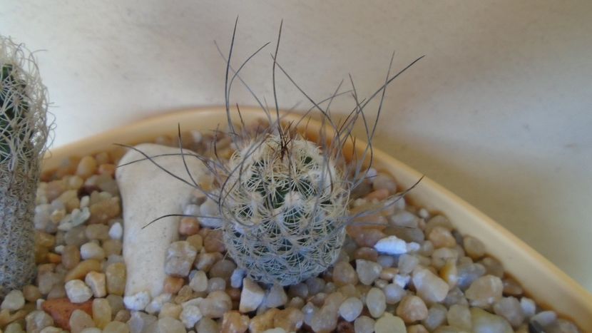 Turbinicarpus dickisoniae - Cactusi 2020 evolutie vara