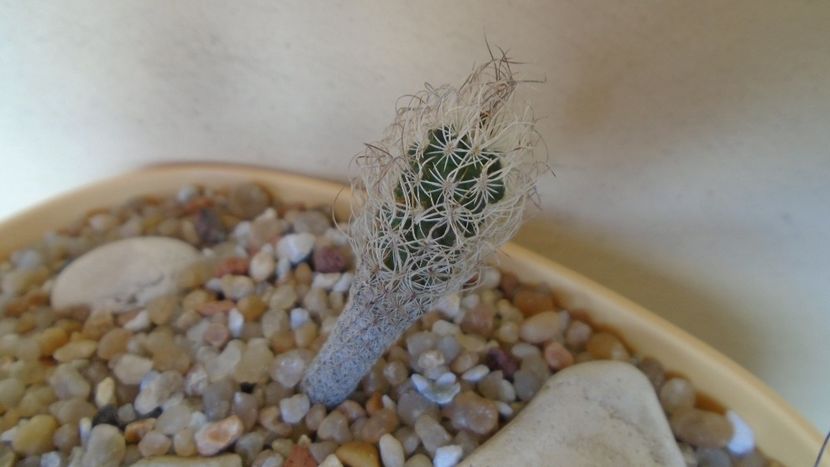 Turbinicarpus krainzianus v. minimus - Cactusi 2020 evolutie vara