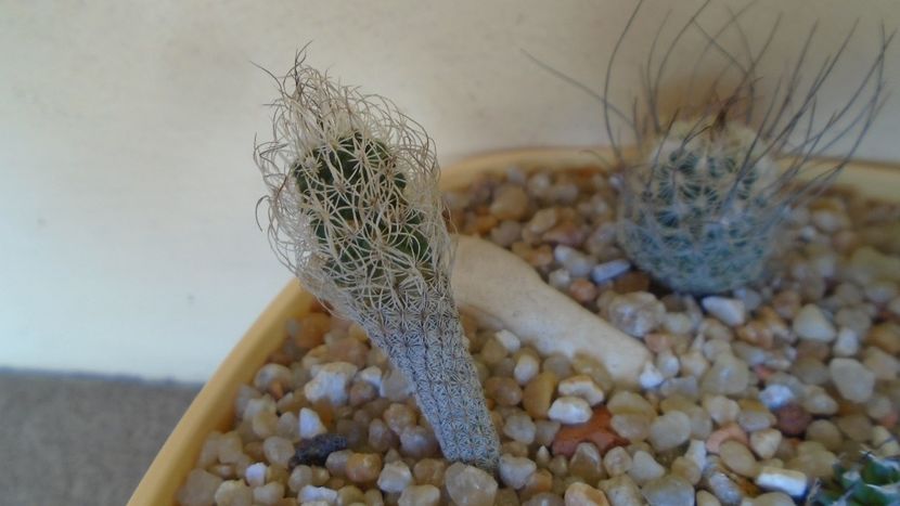 Turbinicarpus krainzianus v. minimus - Cactusi 2020 evolutie vara