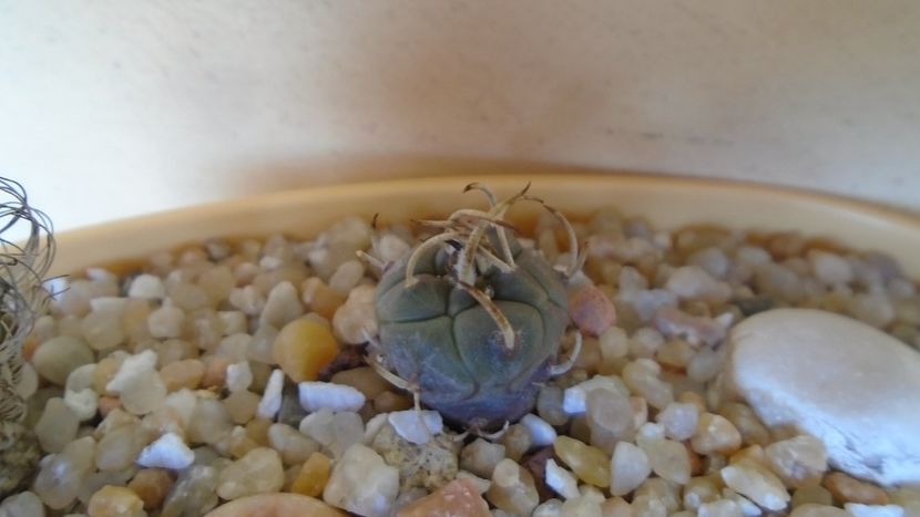 Turbinicarpus polaskii La Bonita, SB 269 - Cactusi 2020 evolutie vara
