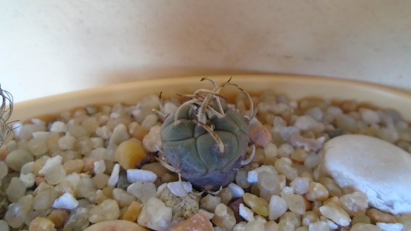 Turbinicarpus polaskii La Bonita, SB 269 - Cactusi 2020 evolutie vara