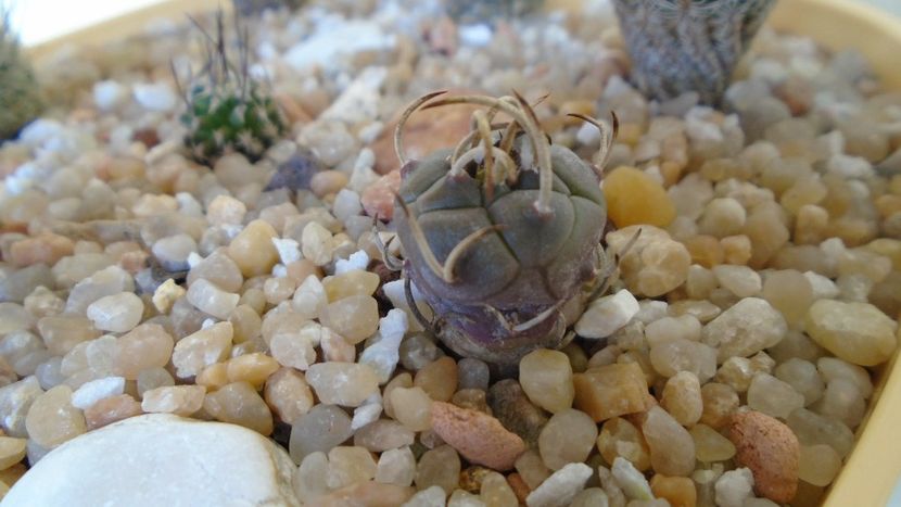 Turbinicarpus polaskii La Bonita, SB 269 - Cactusi 2020 evolutie vara