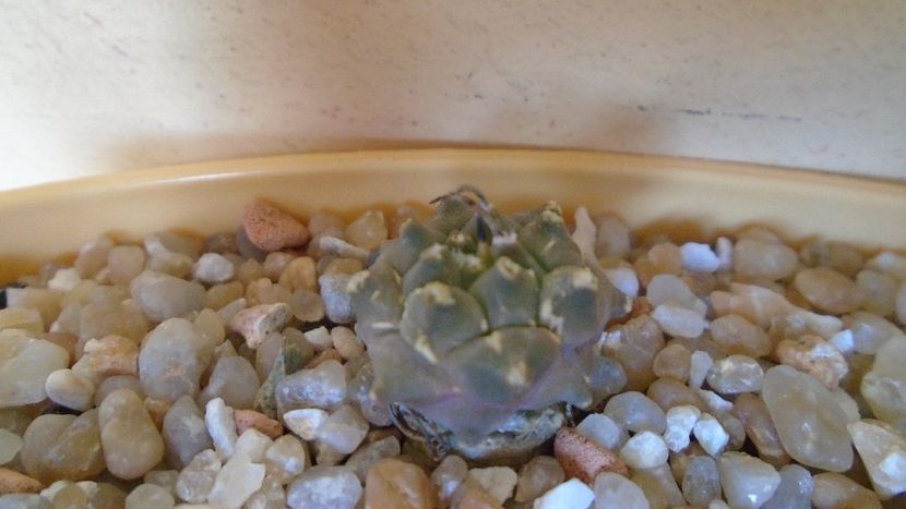 Turbinicarpus klinkerianus, L1065, El Huizache, SLP - Cactusi 2020 evolutie vara