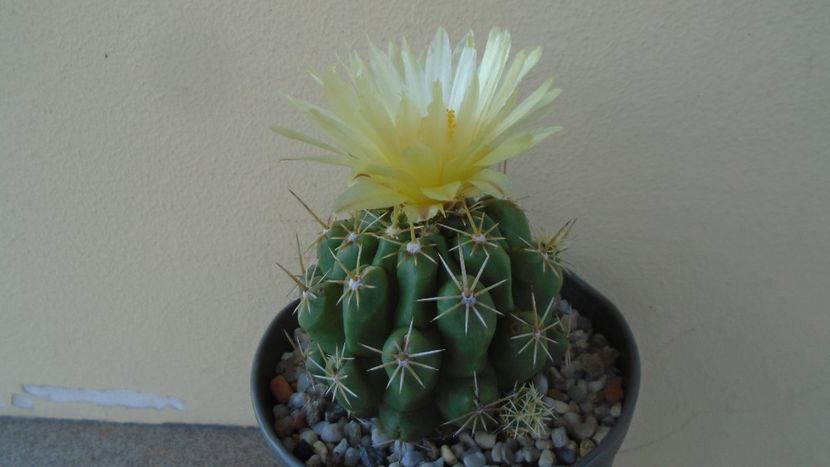 Thelocactus leucacanthus - Cactusi 2020 evolutie vara