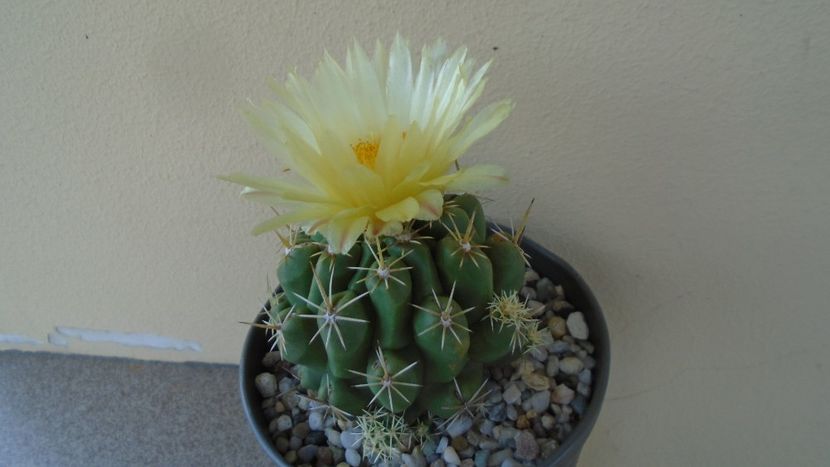 Thelocactus leucacanthus - Cactusi 2020 evolutie vara
