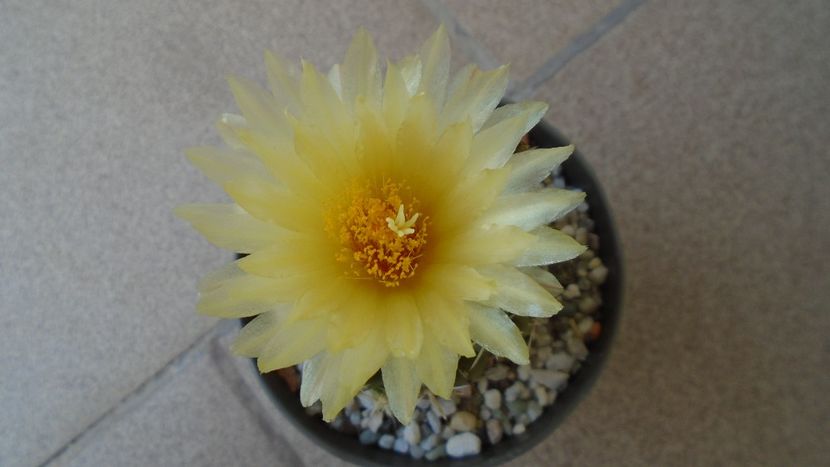 Thelocactus leucacanthus - Cactusi 2020 evolutie vara