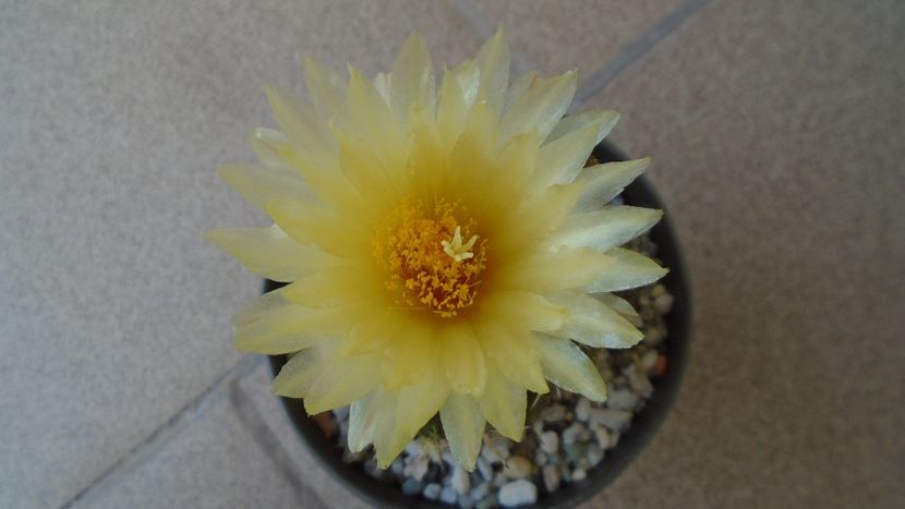 Thelocactus leucacanthus - Cactusi 2020 evolutie vara