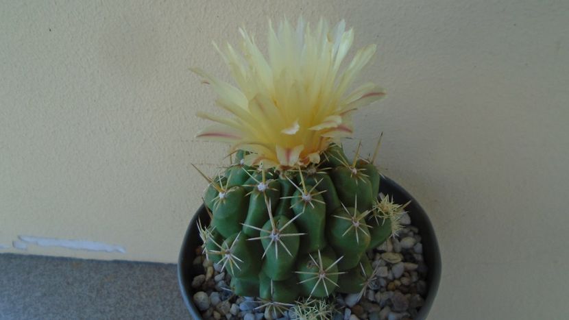 Thelocactus leucacanthus - Cactusi 2020 evolutie vara