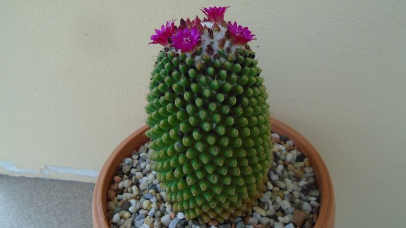 Mammillaria polythele cv. Stachellos - Cactusi 2020 evolutie vara