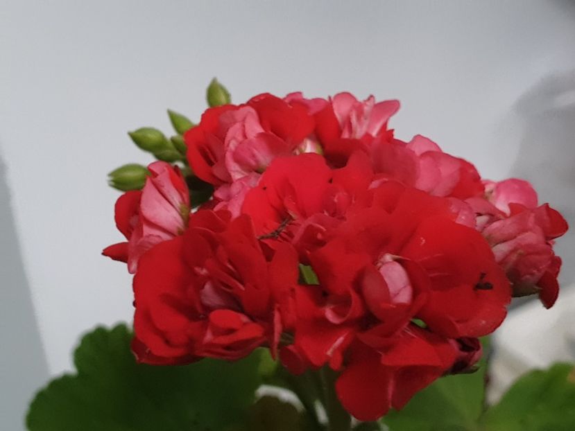 Red Rambler - Flori 2020