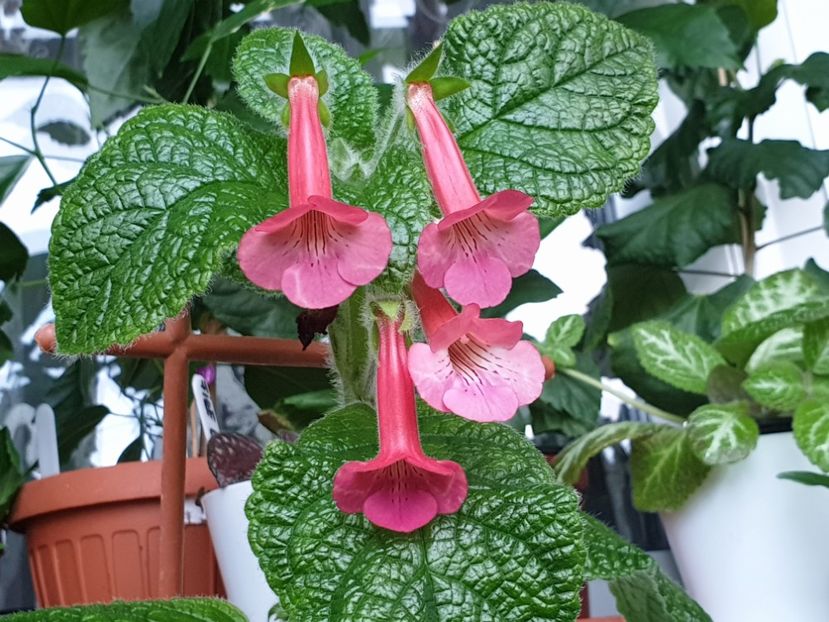 EW_s Spring Melody - Flori 2020