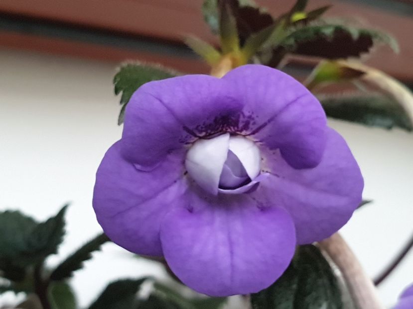 Illya Melnyk - Flori 2020