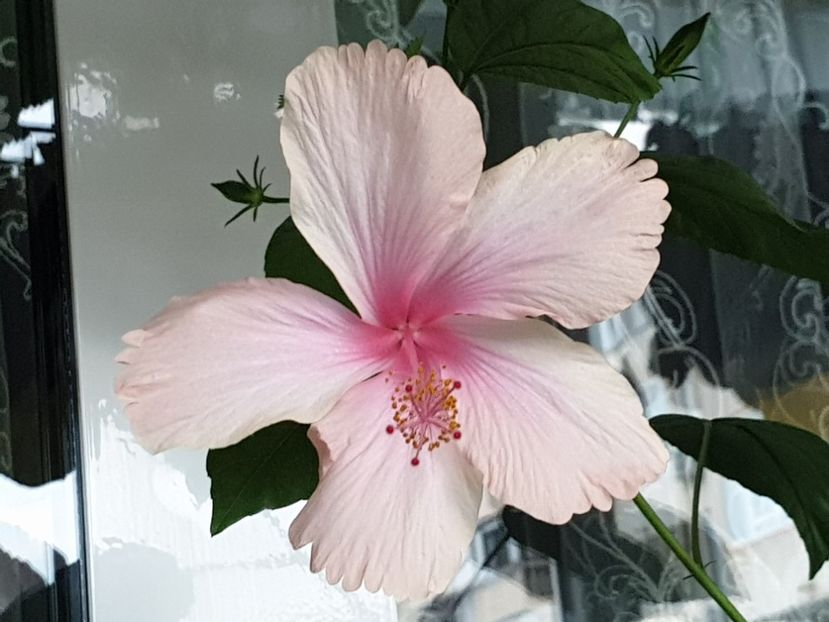 Dainty Pink - Flori 2020