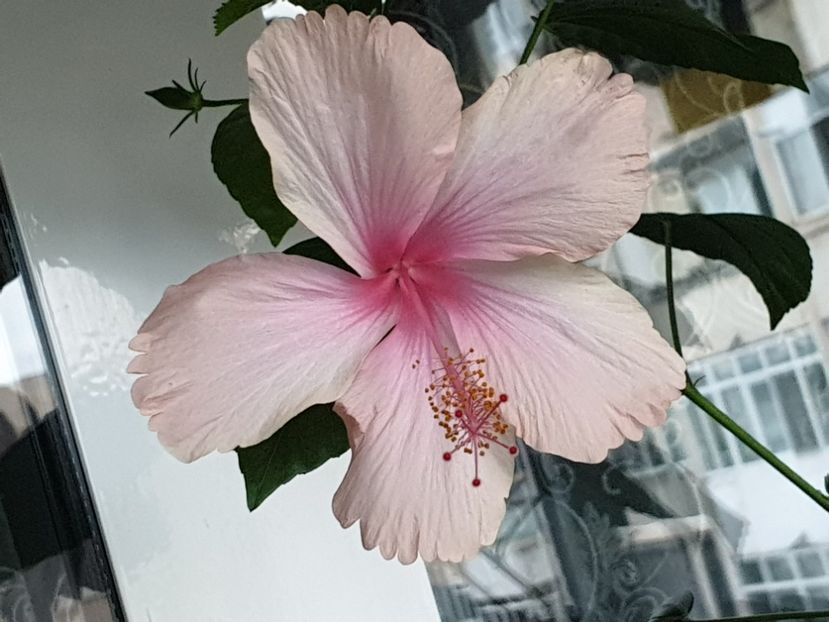 Dainty Pink - Flori 2020