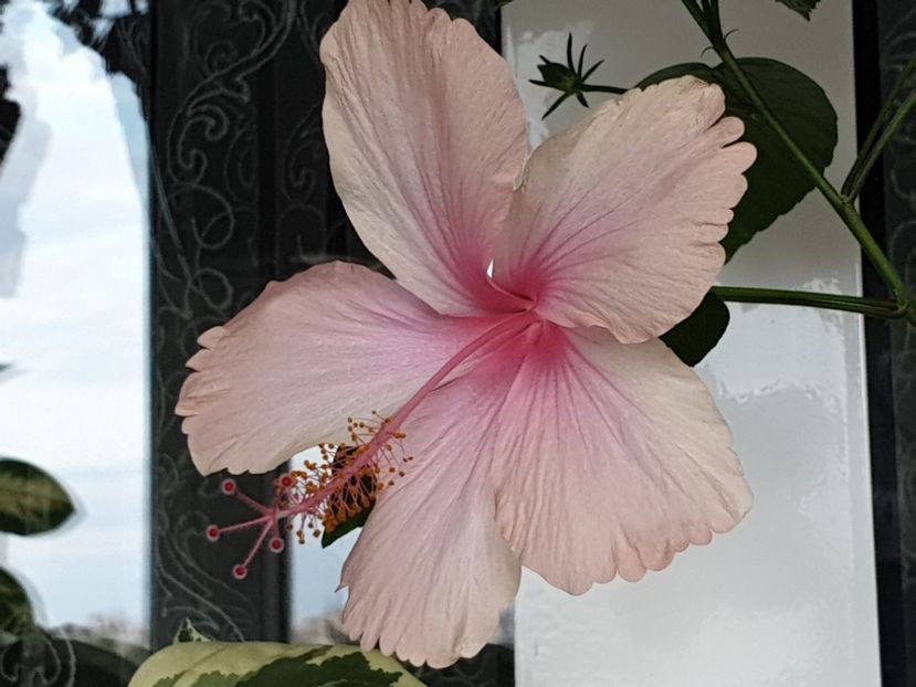 Dainty Pink - Flori 2020